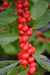Red Sprite Winterberry (Ilex verticillata 'Red Sprite') at Stonegate Gardens