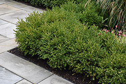 Green Gem Boxwood (Buxus 'Green Gem') at Lakeshore Garden Centres