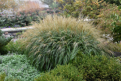 Adagio Maiden Grass (Miscanthus sinensis 'Adagio') at Stonegate Gardens
