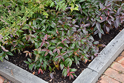 Scarletta Fetterbush (Leucothoe fontanesiana 'Zeblid') at Lakeshore Garden Centres
