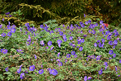 Rozanne Cranesbill (Geranium 'Rozanne') at Lakeshore Garden Centres