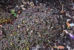 Zinfandel Shamrock (Oxalis vulcanicola 'Zinfandel') at Stonegate Gardens