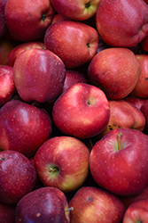 Red Delicious Apple (Malus 'Red Delicious') at Lakeshore Garden Centres