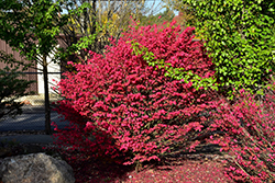 Little Moses Burning Bush (Euonymus alatus 'Odom') at Lakeshore Garden Centres