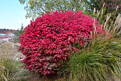 Fire Ball Seedless Burning Bush (Euonymus alatus 'NCEA1') at Lakeshore Garden Centres