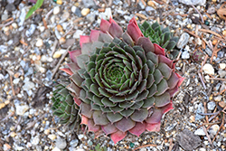 Chick Charms Cherry Berry Hens And Chicks (Sempervivum 'Cherry Berry') at Stonegate Gardens