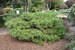 Soft Touch White Pine (Pinus strobus 'Soft Touch') at Stonegate Gardens