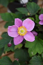 September Charm Anemone (Anemone x hybrida 'September Charm') at Lakeshore Garden Centres