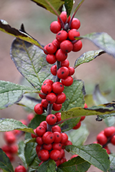 Maryland Beauty Winterberry (Ilex verticillata 'Maryland Beauty') at Stonegate Gardens