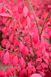 Cole's Compact Burning Bush (Euonymus alatus 'Cole's Compact') at Stonegate Gardens