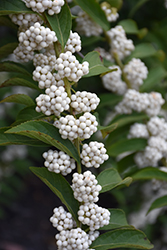 White Japanese Beautyberry (Callicarpa japonica 'Leucocarpa') at Stonegate Gardens