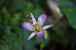Amethyst Toad Lily (Tricyrtis lasiocarpa) at Stonegate Gardens