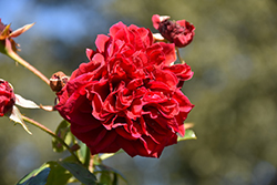 Rotkappchen Rose (Rosa 'KORcasima') at Lakeshore Garden Centres