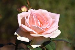 Souvenir de Baden Baden Rose (Rosa 'Souvenir de Baden Baden') at Lakeshore Garden Centres