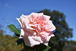 Morning Dawn Rose (Rosa 'Morning Dawn') at Lakeshore Garden Centres