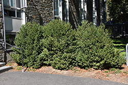 Green Mountain Boxwood (Buxus 'Green Mountain') at Lakeshore Garden Centres
