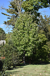Houpu Magnolia (Magnolia officinalis) at Stonegate Gardens