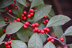 Harvest Red Winterberry Holly (Ilex 'Harvest Red') at Stonegate Gardens