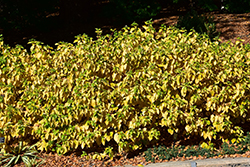 Arctic Sun Dogwood (Cornus sanguinea 'Cato') at Stonegate Gardens