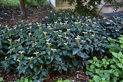 Hot Lips Turtlehead (Chelone lyonii 'Hot Lips') at Lakeshore Garden Centres