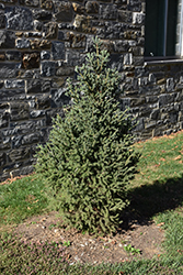 Yukon Blue Spruce (Picea glauca 'Yukon Blue') at Stonegate Gardens