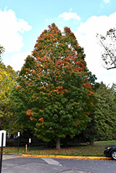 Arrowhead Sugar Maple (Acer saccharum 'Arrowhead') at Stonegate Gardens