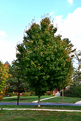 Steeple Sugar Maple (Acer saccharum 'Astis') at Lakeshore Garden Centres