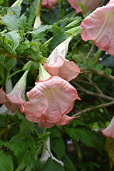 Frosty Pink Angel's Trumpet (Brugmansia 'Frosty Pink') at Stonegate Gardens