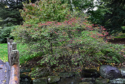 Autumn Glow Winterberry Holly (Ilex 'Autumn Glow') at Stonegate Gardens
