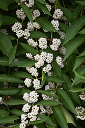 White Beautyberry (Callicarpa dichotoma 'f. albifructa') at Stonegate Gardens