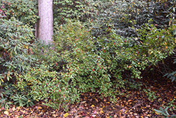 Shaver Winterberry (Ilex verticillata 'Shaver') at A Very Successful Garden Center