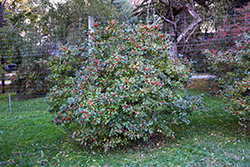 Berry Nice Winterberry (Ilex verticillata 'Spriber') at Stonegate Gardens