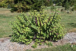American Beautyberry (Callicarpa americana) at Stonegate Gardens