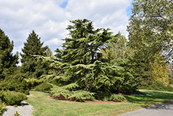 Golden Deodar Cedar (Cedrus deodara 'Aurea') at Stonegate Gardens