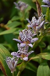 Toad Lily (Tricyrtis hirta) at Stonegate Gardens