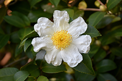 Japanese Stewartia (Stewartia pseudocamellia) at Lakeshore Garden Centres