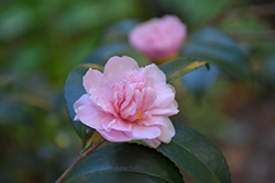 Winter's Charm Camellia (Camellia 'Winter's Charm') at Stonegate Gardens