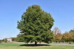 Scarlet Oak (Quercus coccinea) at Stonegate Gardens