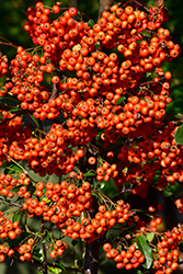 Mohave Firethorn (Pyracantha 'Mohave') at Stonegate Gardens