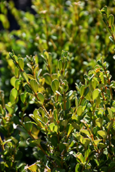 Schmidt Boxwood (Buxus sempervirens 'Schmidt') at Stonegate Gardens