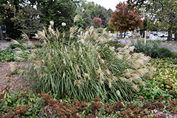 Condensatus Maiden Grass (Miscanthus sinensis var. condensatus) at Stonegate Gardens