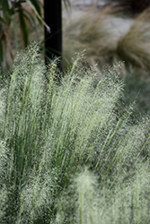 White Cloud Muhly Grass (Muhlenbergia capillaris 'White Cloud') at Stonegate Gardens