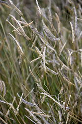 Blonde Ambition Blue Grama Grass (Bouteloua gracilis 'Blonde Ambition') at Stonegate Gardens