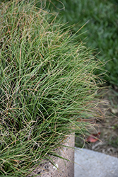 Poverty Grass (Danthonia spicata) at Stonegate Gardens