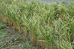 Asian Rice (Oryza sativa) at Stonegate Gardens