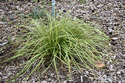 Gold Fountains Sedge (Carex dolichostachya 'Gold Fountains') at A Very Successful Garden Center