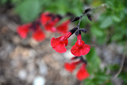 Red Velvet Sage (Salvia x jamensis 'Red Velvet') at Stonegate Gardens