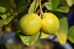 Key Lime (Citrus aurantifolia) at Stonegate Gardens