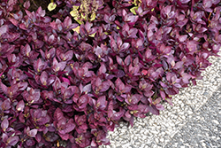 Purple Prince Alternanthera (Alternanthera brasiliana 'Purple Prince') at Stonegate Gardens