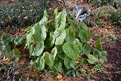 Lily Pad Begonia (Begonia nelumbiifolia) at Stonegate Gardens